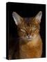 Abyssinian Cat, Portrait-Lynn M^ Stone-Stretched Canvas
