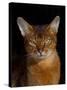 Abyssinian Cat, Portrait-Lynn M^ Stone-Stretched Canvas