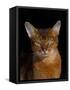 Abyssinian Cat, Portrait-Lynn M^ Stone-Framed Stretched Canvas