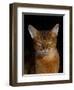 Abyssinian Cat, Portrait-Lynn M^ Stone-Framed Photographic Print