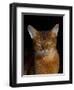 Abyssinian Cat, Portrait-Lynn M^ Stone-Framed Photographic Print