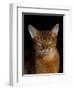 Abyssinian Cat, Portrait-Lynn M^ Stone-Framed Photographic Print