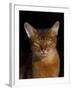 Abyssinian Cat, Portrait-Lynn M^ Stone-Framed Photographic Print