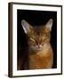 Abyssinian Cat, Portrait-Lynn M^ Stone-Framed Photographic Print