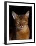 Abyssinian Cat, Portrait-Lynn M^ Stone-Framed Photographic Print