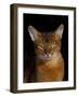 Abyssinian Cat, Portrait-Lynn M^ Stone-Framed Photographic Print