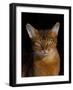 Abyssinian Cat, Portrait-Lynn M^ Stone-Framed Photographic Print