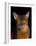 Abyssinian Cat, Portrait-Lynn M^ Stone-Framed Photographic Print