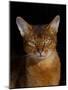 Abyssinian Cat, Portrait-Lynn M^ Stone-Mounted Photographic Print