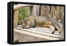 Abyssinian Cat Sleeping on Wooden Garden Bench-null-Framed Stretched Canvas