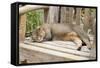 Abyssinian Cat Sleeping on Wooden Garden Bench-null-Framed Stretched Canvas