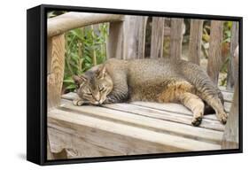 Abyssinian Cat Sleeping on Wooden Garden Bench-null-Framed Stretched Canvas