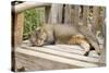 Abyssinian Cat Sleeping on Wooden Garden Bench-null-Stretched Canvas