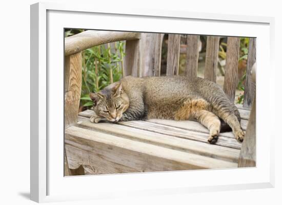 Abyssinian Cat Sleeping on Wooden Garden Bench-null-Framed Photographic Print