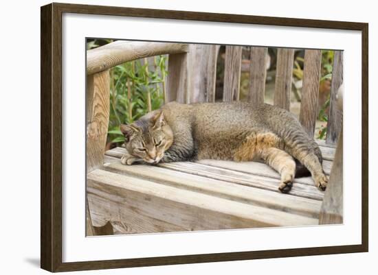 Abyssinian Cat Sleeping on Wooden Garden Bench-null-Framed Photographic Print