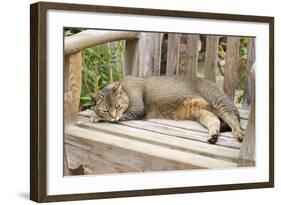 Abyssinian Cat Sleeping on Wooden Garden Bench-null-Framed Photographic Print