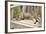 Abyssinian Cat Sleeping on Wooden Garden Bench-null-Framed Photographic Print