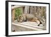 Abyssinian Cat Sleeping on Wooden Garden Bench-null-Framed Photographic Print
