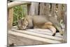Abyssinian Cat Sleeping on Wooden Garden Bench-null-Mounted Photographic Print