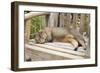 Abyssinian Cat Sleeping on Wooden Garden Bench-null-Framed Photographic Print