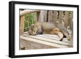 Abyssinian Cat Sleeping on Wooden Garden Bench-null-Framed Photographic Print