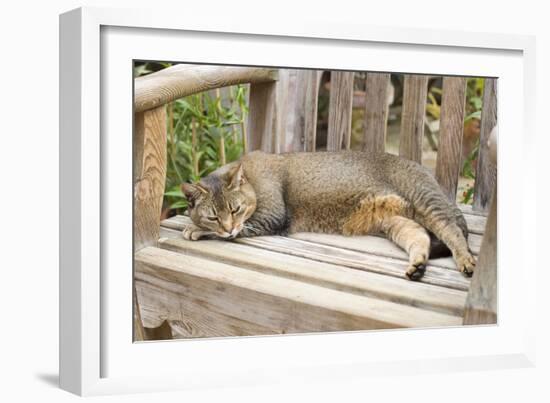 Abyssinian Cat Sleeping on Wooden Garden Bench-null-Framed Photographic Print