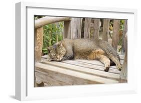 Abyssinian Cat Sleeping on Wooden Garden Bench-null-Framed Photographic Print