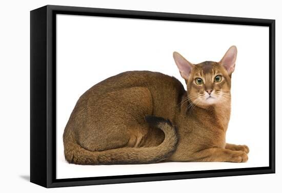 Abyssinian Cat-null-Framed Stretched Canvas
