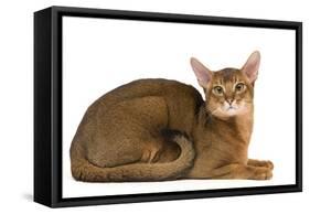 Abyssinian Cat-null-Framed Stretched Canvas