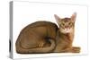 Abyssinian Cat-null-Stretched Canvas