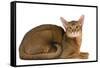 Abyssinian Cat-null-Framed Stretched Canvas