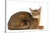 Abyssinian Cat-null-Stretched Canvas