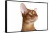 Abyssinian Cat-Fabio Petroni-Framed Stretched Canvas