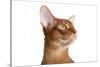 Abyssinian Cat-Fabio Petroni-Stretched Canvas