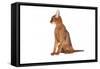 Abyssinian Cat-Fabio Petroni-Framed Stretched Canvas