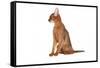 Abyssinian Cat-Fabio Petroni-Framed Stretched Canvas