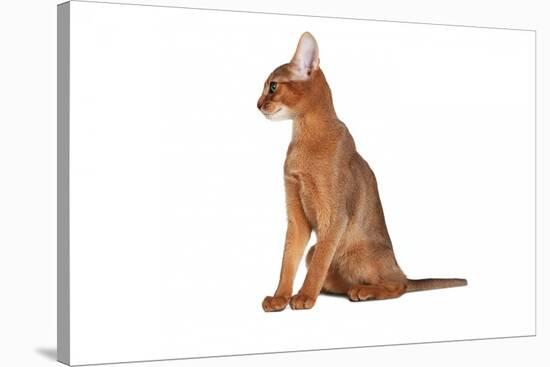 Abyssinian Cat-Fabio Petroni-Stretched Canvas