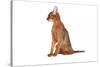 Abyssinian Cat-Fabio Petroni-Stretched Canvas