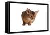 Abyssinian Cat-Fabio Petroni-Framed Stretched Canvas