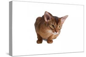 Abyssinian Cat-Fabio Petroni-Stretched Canvas