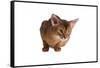 Abyssinian Cat-Fabio Petroni-Framed Stretched Canvas