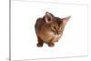 Abyssinian Cat-Fabio Petroni-Stretched Canvas