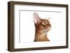 Abyssinian Cat-Fabio Petroni-Framed Photographic Print