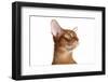 Abyssinian Cat-Fabio Petroni-Framed Photographic Print