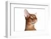 Abyssinian Cat-Fabio Petroni-Framed Photographic Print