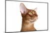 Abyssinian Cat-Fabio Petroni-Mounted Photographic Print