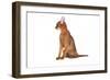 Abyssinian Cat-Fabio Petroni-Framed Photographic Print