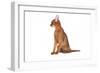 Abyssinian Cat-Fabio Petroni-Framed Photographic Print