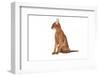 Abyssinian Cat-Fabio Petroni-Framed Photographic Print