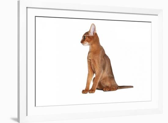 Abyssinian Cat-Fabio Petroni-Framed Photographic Print